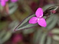 Closeup Wandering jew ,purple heart and purple flower in garden with soft focus and green blurred background Royalty Free Stock Photo