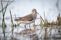 Closeup of a wandering tattler (Tringa incana) resting in waters of a pond on the blurred background