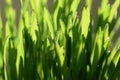 Green grass strands with water droplets