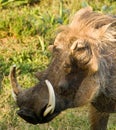 Closeup of Warthog face