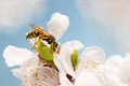 Closeup wasp on flowers of apricot early spring