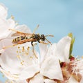 Closeup wasp on flowers of apricot tree
