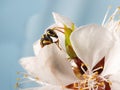 Closeup wasp on flowers of apricot tree