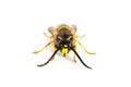 Closeup on wasp