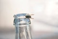 Wasp on glass bottle in bar terrace
