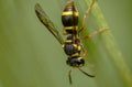 Tiny wasp going to sleep Royalty Free Stock Photo