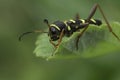 Closeup on a wasp-mimicking longhorn beetle, Clytus arietis