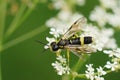 Closeup on a wasp mimicking sawlfy, Tenthredo temula sitting on white cow parsley flower , Anthriscus sylvestris