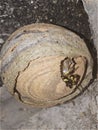 Closeup wasp paper house. Danger animal. Insect building his house concept