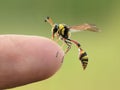 Closeup of a wasp sitting on a persons finger