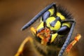 Closeup of wasp Vespula vulgaris