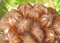 Closeup on water coconut bunch