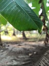 Closeup of water drop on banana leaf Royalty Free Stock Photo