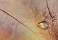 Water drop on a dead colorful leaf in autumn