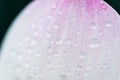 Closeup water drop on lotus leaf Royalty Free Stock Photo
