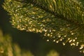closeup of water drop on needles of coniferous tree after rain Royalty Free Stock Photo