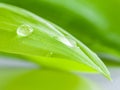 Closeup water drop on Pandanus Palm , Fragrant Pandan ,Pandom wa Royalty Free Stock Photo