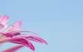 Closeup of a water drop on a peach-colored petal after rain against blue sky Royalty Free Stock Photo