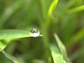 Closeup water drop on green grass with blurred background ,macro image ,abstract background Royalty Free Stock Photo