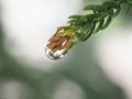 Closeup water droplet on green leaf in garden and soft focus and blurred for background ,nature background Royalty Free Stock Photo