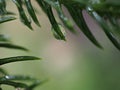 Closeup water droplet on green leaf in garden and soft focus and blurred for background ,nature background Royalty Free Stock Photo