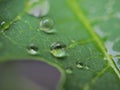 Closeup water droplet on green leaf of plant in garden and soft focus and blurred for background ,nature background Royalty Free Stock Photo