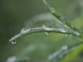 Closeup water droplet on green leaf of plant in garden and soft focus and blurred for background ,nature background Royalty Free Stock Photo