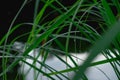 Closeup. water droplet on green leaf of plant with lake are back