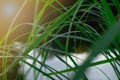 Closeup. water droplet on green leaf of plant with small lake ar