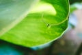 Closeup of a water droplet hanging from a plant stem with a green leafy background Royalty Free Stock Photo