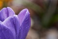 Closeup of water droplets on a Crocus Petal