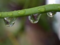 Closeup water droplets dew on plant in nature with green blurred and sweet colorbackground Royalty Free Stock Photo