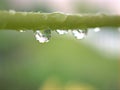 Closeup water droplets dew on plant in nature with green blurred and sweet colorbackground Royalty Free Stock Photo