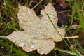 Closeup of water droplets on fallen brown maple leaf with grass background. Royalty Free Stock Photo
