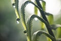 Closeup on water droplets on fern leaf tip after rain Royalty Free Stock Photo