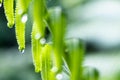 Closeup on water droplets on fern leaf tip after rain Royalty Free Stock Photo