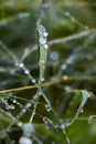 Closeup of water droplets on green grass with blurred background. Royalty Free Stock Photo