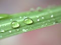 Closeup water drops with green leaf of lemongrass and blurred background ,macro image ,abstract background Royalty Free Stock Photo