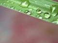 Closeup water drops with green leaf of lemongrass and blurred background ,macro image ,abstract background Royalty Free Stock Photo