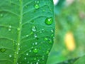 Closeup water droplets on green leaf  rain drops in garden with blurred background ,macro image ,soft focus ,dew drops on leaves Royalty Free Stock Photo