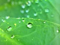 Closeup water droplets on green leaf  rain drops in garden with blurred background ,macro image ,soft focus ,dew drops on leaves Royalty Free Stock Photo