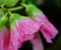 A closeup of water droplets on a hollyhock blossom Royalty Free Stock Photo