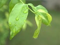 Closeup water drops on green leaf with blurred background ,droplets on leaves in nature Royalty Free Stock Photo