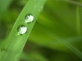 Closeup water drops on green leaf with blurred background ,droplets on leaves in nature Royalty Free Stock Photo