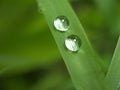 Closeup water drops on green leaf with blurred background ,droplets on leaves in nature Royalty Free Stock Photo