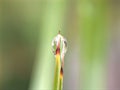 Closeup water drops on green leaf with blurred background ,macro image ,dew on nature leaves , droplets in forest Royalty Free Stock Photo