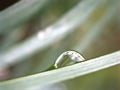 Closeup water drops on green leaf with blurred background ,macro image ,dew on nature leaves , droplets in forest Royalty Free Stock Photo