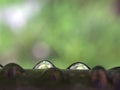 Closeup water drops on green leaf with blurred background ,macro image ,dew on nature leaves , droplets in forest Royalty Free Stock Photo