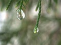 Closeup water drops on green leaf with blurred background ,macro image ,dew on nature leaves , droplets in forest Royalty Free Stock Photo