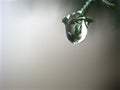 Closeup water drops on green leaf with blurred background ,macro image ,dew on nature leaves , droplets in forest Royalty Free Stock Photo